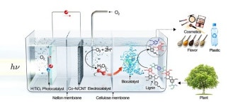 폐목재를 화학물질로…‘태양광·전기·생물촉매 시스템’ 개발