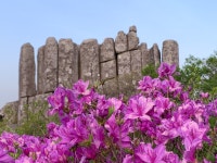 [사진]국립공원 무등산 입석대에 핀 늦은 철쭉