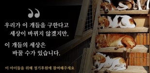너무 착해서 실험한대요…슬픈 비글 이야기