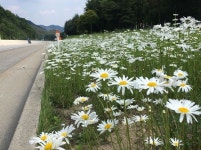 꽃길 고속도로 생긴다…총 축구장 70배 규모 화단 조성