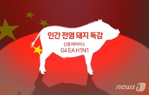 중국 돼지독감 바이러스, 제2의 코로나?…