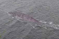 전설 속 괴물 네시 아니냐…英 네스호 거대 생명체 포착