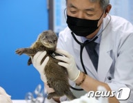 대구에 나타난 아기 수달…먹고 자고 또 먹어요