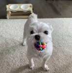 강아지 귀여워, 키울래!…1000만원 있으세요?