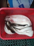 동해 바다 주낙(낚시) 장어의 에너지가 꿈틀