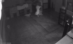 12시간 쇠창살 찔려 죽은 곰순이…경찰은 동물학대 무혐의