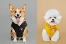 댕댕이 패딩 7만9000원 펫(Pet) 패션 브랜드 시장 개화
