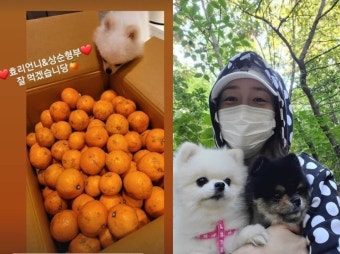 성유리, 이효리이상순이 보낸 제주 감귤 공개…핑클 우정 '훈훈