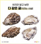 [바다정보다잇다] 굴을 먹기전 상식! 굴과 석화의 차이