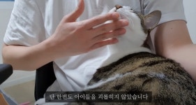 조작 의혹 갑수목장 복귀, 물의 유튜버 또 복귀 논란