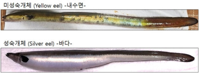 푹푹 찌는 날씨, 기운 없을 땐…아나고·우나기·하모 드시압