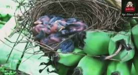 새둥지 쏙 빼고 바나나 300그루 쑥대밭…기특한 코끼리들