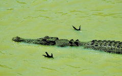 필라테스하나? 물 위로 앞 발가락 쏙 내민 악어 화제