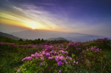 [사진] 지리산 천상화원의 화려함