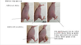 실험용 쥐로 일냈다 세계 최초 누드마우스 유전자조작