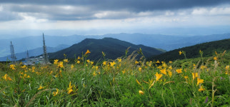 [사진] 지리산 노고단 하늘정원에 만개한 원추리 꽃