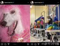 반려견이 장난감이냐 美보그, 애견 염색쇼 극찬…누리꾼들 분노