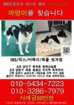 실종 8일째, 까망이를 찾습니다[9월 20일에 찾았습니다!]