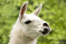 동물 라마가 코로나19 해법? 자연면역반응서 나노물질