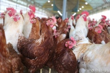 닭본주의자의 도전…생산자도, 소비자도 웃는다