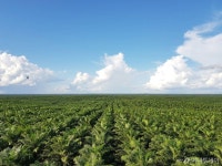 포스코인터, 인도네시아 팜 사업 친환경 국제인증 획득