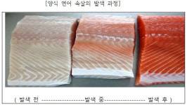 슈퍼 푸드의 반전…선홍빛 연어가 색소에 절여진 거라고?