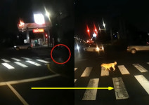 신호 지켜 횡단보도 건너는 강아지…한문철 사람보다 낫다