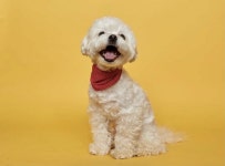 2.3kg, 뼈밖에 없던 유기견 땅콩이가…요렇게 예뻐졌다