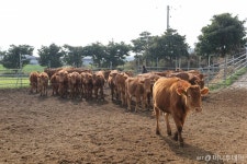 전국 첫 동물복지인증 한우농장에선…사람도, 소도 웃소