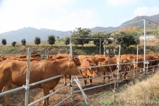 전국 첫 동물복지인증 한우농장에선…사람도, 소도 웃소