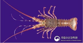 부자든 서민이든 똑같이…고려시대부터 즐긴 그놈