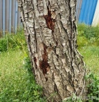 농가 속태우던 과수화상병 방제…뿌리째 뽑기 전에 살린다