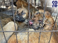 울진 개농장 뜬장에 숯덩이 정체는…불에 탄 강아지였다