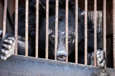 사육곰아, 고생했어…1평 비좁은 철창서, 1000만평 넘는 자유로