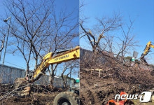 우리 마을 40년 지킨 벚나무인데…도로 확장한다며 댕강