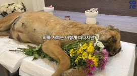 불타버린 울진 개농장…127마리가 살아남았다[남기자의 체헐리즘]