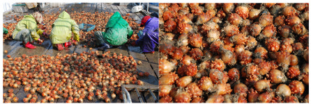 이게 뭐게? 고수온 탓에 생산량 뚝, 귀한 몸된 해산물