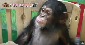 사랑받던 침팬지 관순이…뒷방도 모자라, 학대논란 사파리로