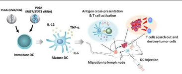 엔케이씨엘바이오그룹, 암 예방 백신 및 치료용 약학 조성물 관련 3종 특허 취득