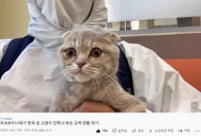 우크라 탈출한 고양이 윤기, 3주 만에 집으로…다들 고맙다옹[인류애 충전소]
