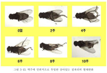 맥주에빠진연산닭깡정 | [짤담]"맥주에 파리가..." 이물질의 진실은