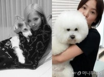 송혜교·로제처럼 반려동물도 명품 패션…소파만 1180만원?