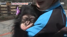 서울동물원 침팬지 11년 홀로 두더니, 이젠 5200km 떨어진 곳으로…