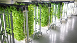 수직 수경재배 스마트팜 스타트업 그린, 3억원 투자유치
