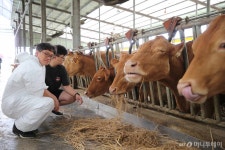 고비용 위기몰린 축산업 사료비·탄소저감형 사육기술로 뚫는다