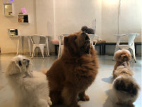 엠트웰브, 애견보드카페 플레이독스 이용권 온라인 판매