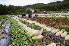 金값 된 무 반값에 파는데… 농장주도 활짝 웃는 이유는?
