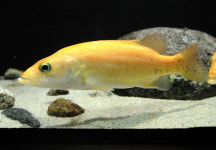 정약용이 사랑한 민물고기의 제왕...쏘가리를 아시나요