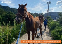 죽도록 사람 태우다 버려진 말…도담이가 숨졌다