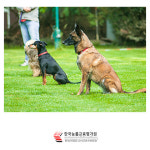 한국능률교육평가원, 펫시터 취업 반려동물관리사 자격과정 무료 지원